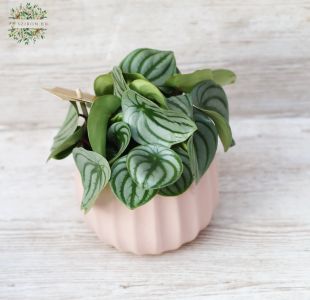 Peperomia Argyreia mit Topf