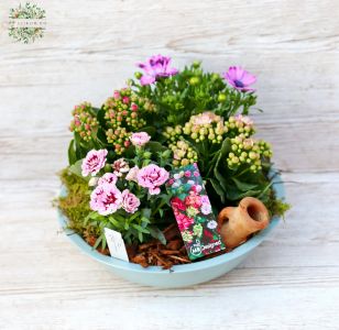 Balcony planting flowering plants (pink May basket)