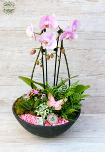 Orchid planting pink May basket