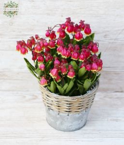 Kalanchoe hängend im Topf