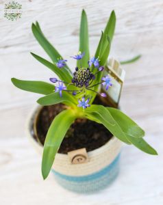 Scilla with pot