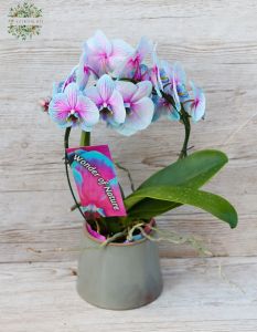 Kék orchidea karikára futtatva, kaspóval