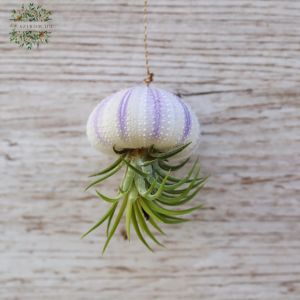 Tillandsia im Seeigel 5-7cm