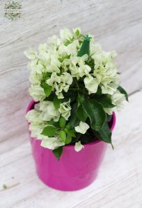 bougainvillea