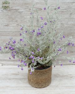 eremophila nivea