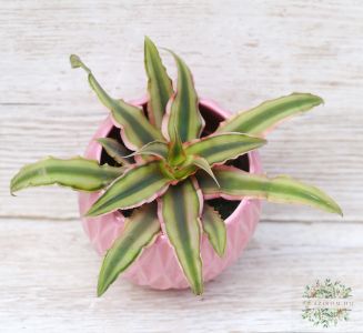 csillagrózsa (Cryptanthus) kaspóban