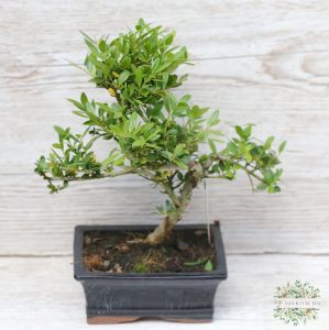 bonsai (Ilex)