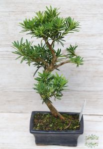 bonsai (Podocarpus)