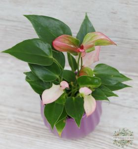 mini anthurium in a pot