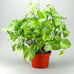Syngonium podophyllum (Arrowhead plant)<br> - indoor plant