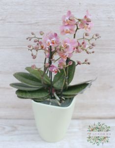 illatos rózsaszín Phalaenopsis orchidea kaspóban