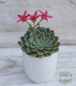 Grapto bellum stone rose in a pot