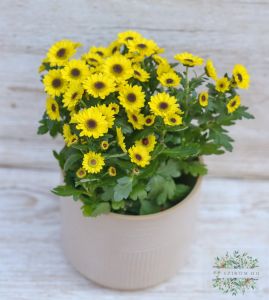 a daisie with a small yellow flowers (Chrysanthemum Sunny Day)
