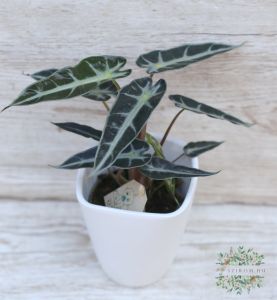 x Alocasia Bambino kaspóban