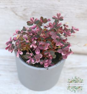 Vulcan Pink madársóska kaspóban