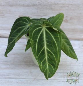 Anthurium clarinervium flamingóvirág kaspóban