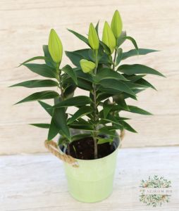 pink lilies in a metal pot