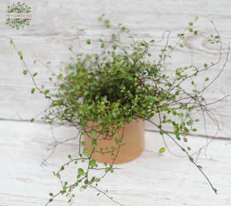 Muehlbeckia garten