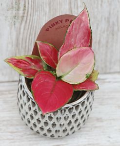 Agleonema EasyCare with pot ( room plant )