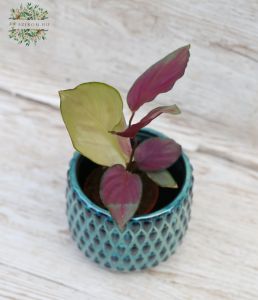 Aglaonema Easy Care Pinky Promise