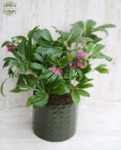 Hunyor lila (kültéri) kaspóval