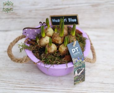 Muscari (gyöngyike) tál madárkával 
