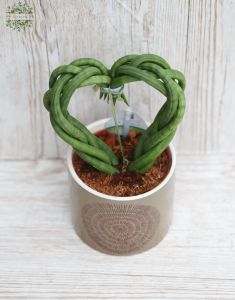 Sansevieria fonott szív kaspóval