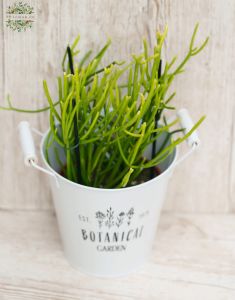 Euphorbi Tirucalli Stramineus kaspóval