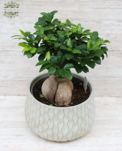 Ficus Microcarpa Ginseng kaspóval ( 40 cm )