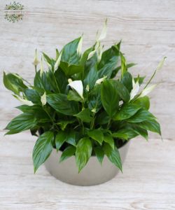 Vitorlavirág kaspóval (40 cm)