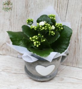 Kalanchoe im Hert Tasse