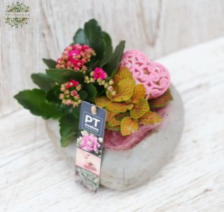 Herzförmiger Zementtopf mit Kalanchoe