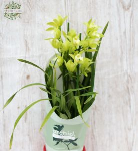 Cymbidium orchidee mit Herzmuster Topf