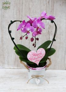 Eine in Herzform gezogene Phalaenopsis-Orchidee der Valentinsblüte