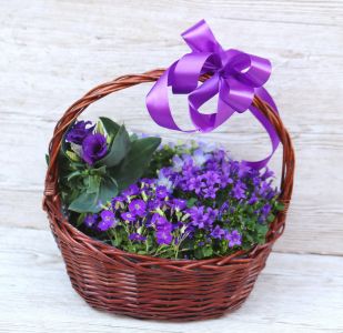 Big purple may basket with purple potplants, campanulas