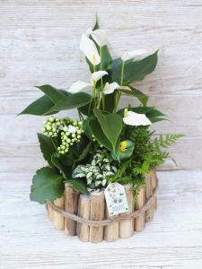 Weisse Pflanzenanordnung mit Anthurium, Kalanchoe, Papagei 