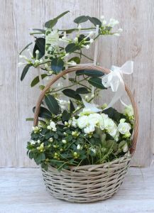 Big white may basket with potted white stephanotis, azalea, begonia