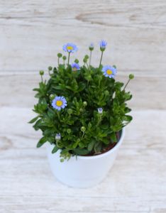 Blau Felicia Amelloides im Topf