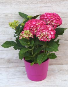 Nagy rózsaszín hortenzia kaspóval (balkon)