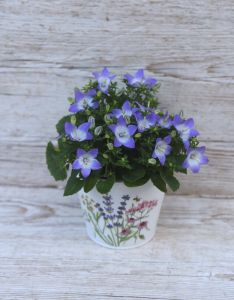 Campanula Isoph. Berlin Bicolor im Topf