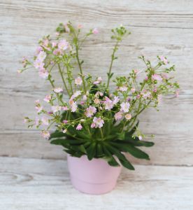 Lewisia Rocky  im Topf (mix farbe)