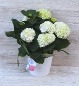 Große weiße Hortensie im Topf (im Freien)