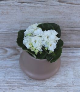 Saintpaulia Rococo in pot