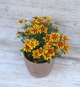 Bidens Blazing Star in pot (balcony)