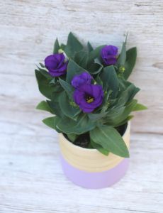 Eustoma im Topf (garten)