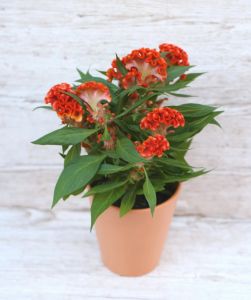 Celosia Argenta Cristata Twisted Mix im Topf (garten)