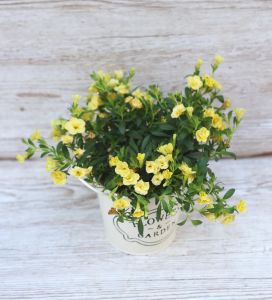 Calibrachoa Minifamous Dbl Lemon Calibrachoa im Topf (balkon)