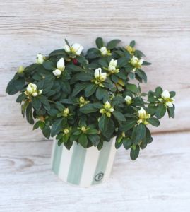 Azalea in Topf