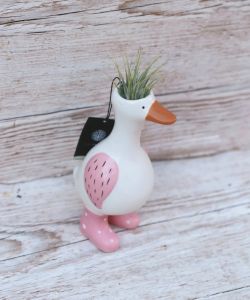 Tillandsia Goose Topf