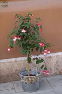 Fuxia with pot